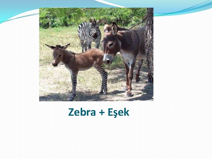 Zebra + Eşek 