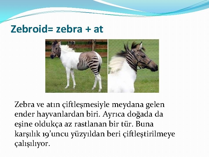 Zebroid= zebra + at Zebra ve atın çiftleşmesiyle meydana gelen ender hayvanlardan biri. Ayrıca