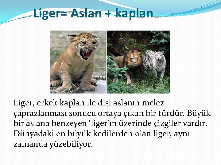 Liger= Aslan + kaplan Liger, erkek kaplan ile dişi aslanın melez çaprazlanması sonucu ortaya