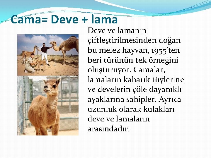 Cama= Deve + lama Deve ve lamanın çiftleştirilmesinden doğan bu melez hayvan, 1955’ten beri