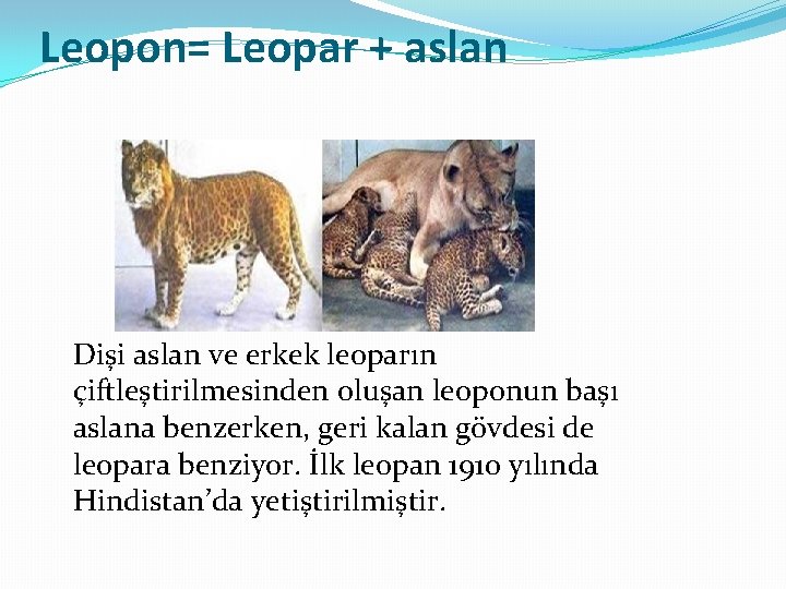 Leopon= Leopar + aslan Dişi aslan ve erkek leoparın çiftleştirilmesinden oluşan leoponun başı aslana