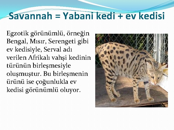 Savannah = Yabani kedi + ev kedisi Egzotik görünümlü, örneğin Bengal, Mısır, Serengeti gibi
