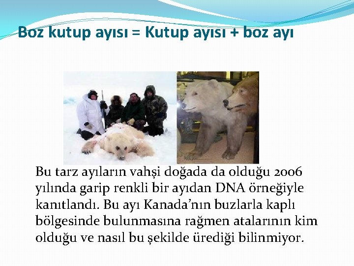 Boz kutup ayısı = Kutup ayısı + boz ayı Bu tarz ayıların vahşi doğada