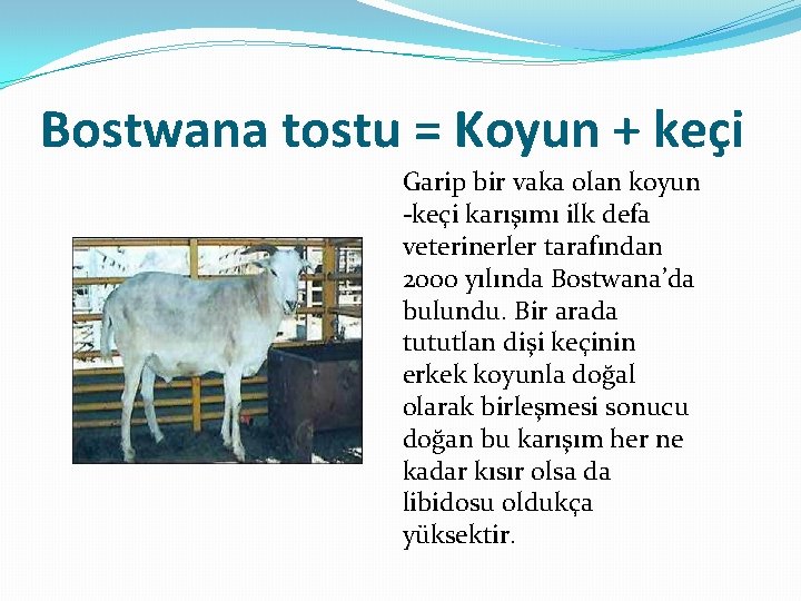 Bostwana tostu = Koyun + keçi Garip bir vaka olan koyun -keçi karışımı ilk