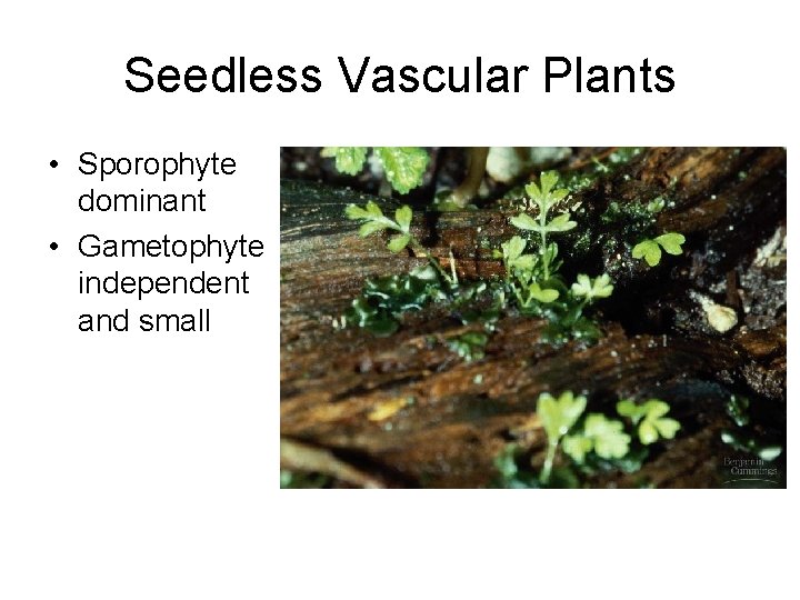 Mosses Ferns and Lycopods BIOL 1407 NonVascular Plants