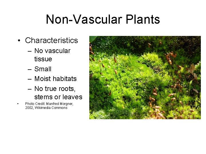 Non-Vascular Plants • Characteristics – No vascular tissue – Small – Moist habitats –