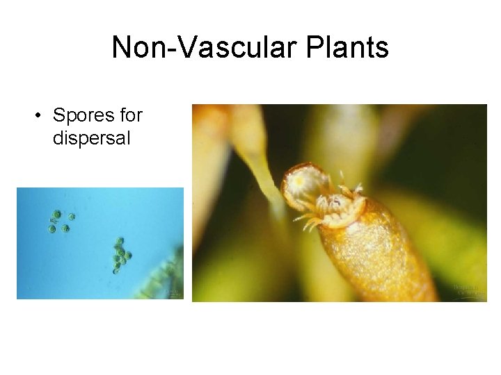 Non-Vascular Plants • Spores for dispersal 
