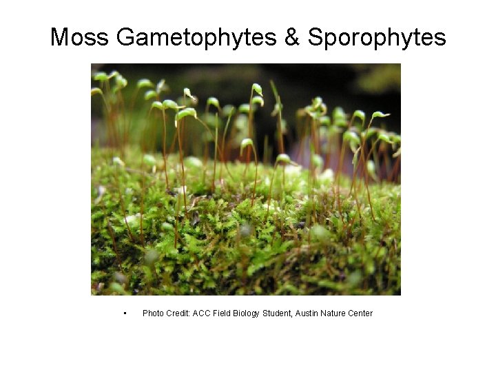 Moss Gametophytes & Sporophytes • Photo Credit: ACC Field Biology Student, Austin Nature Center