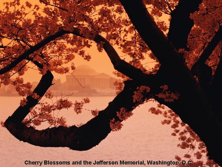 Cherry Blossoms and the Jefferson Memorial, Washington, D. C. 