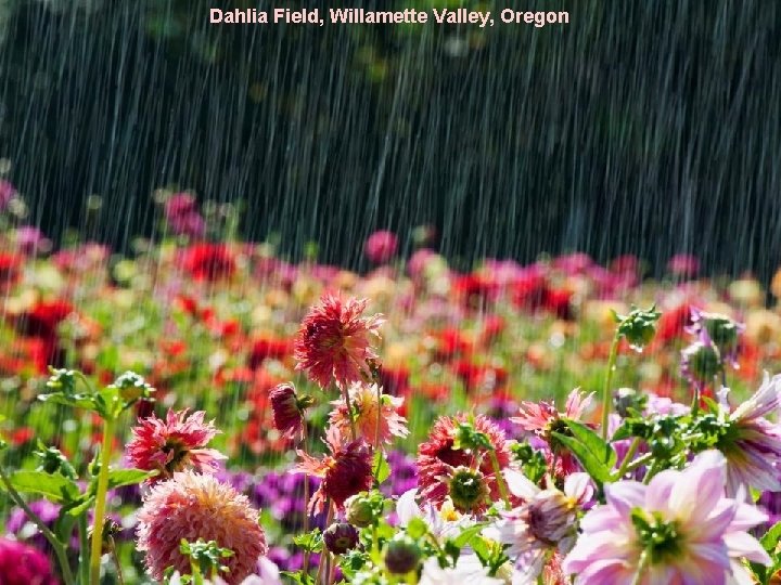 Dahlia Field, Willamette Valley, Oregon 