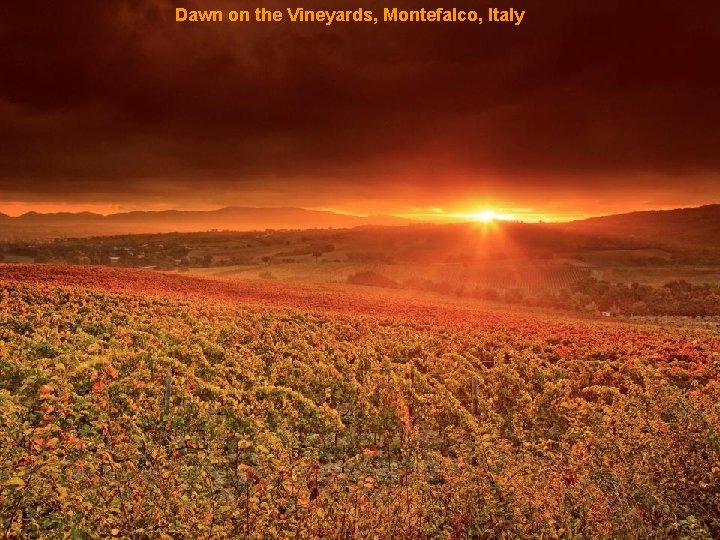 Dawn on the Vineyards, Montefalco, Italy 