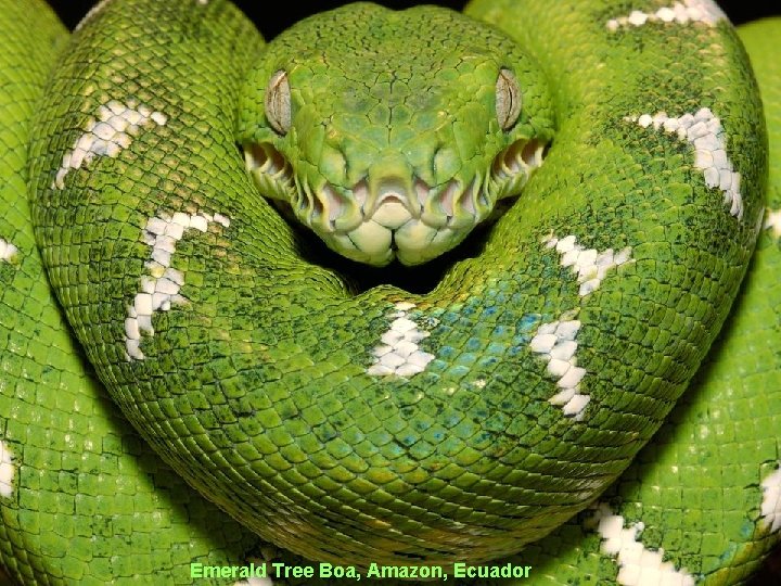 Emerald Tree Boa, Amazon, Ecuador 