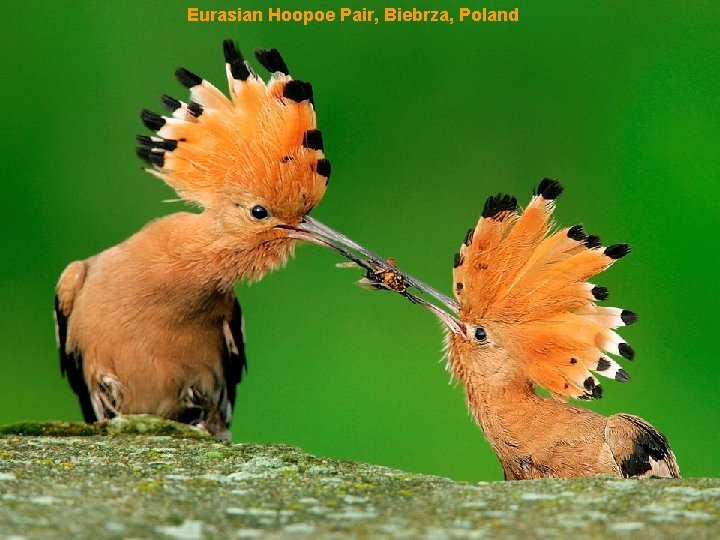 Eurasian Hoopoe Pair, Biebrza, Poland 