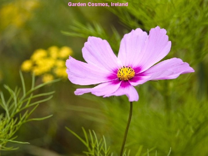 Garden Cosmos, Ireland 