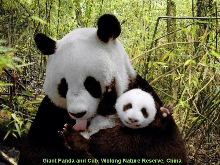 Giant Panda and Cub, Wolong Nature Reserve, China 