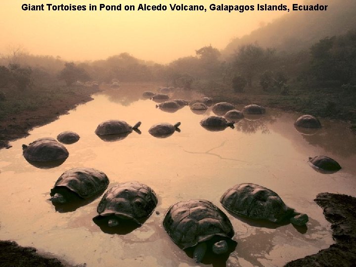 Giant Tortoises in Pond on Alcedo Volcano, Galapagos Islands, Ecuador 