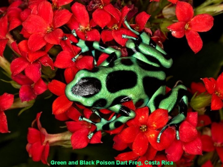 Green and Black Poison Dart Frog, Costa Rica 
