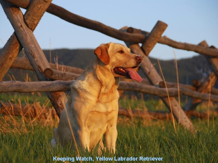 Keeping Watch, Yellow Labrador Retriever 