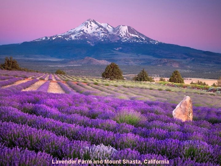 Lavender Farm and Mount Shasta, California 