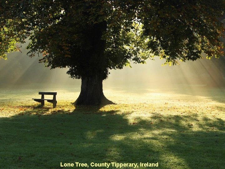 Lone Tree, County Tipperary, Ireland 