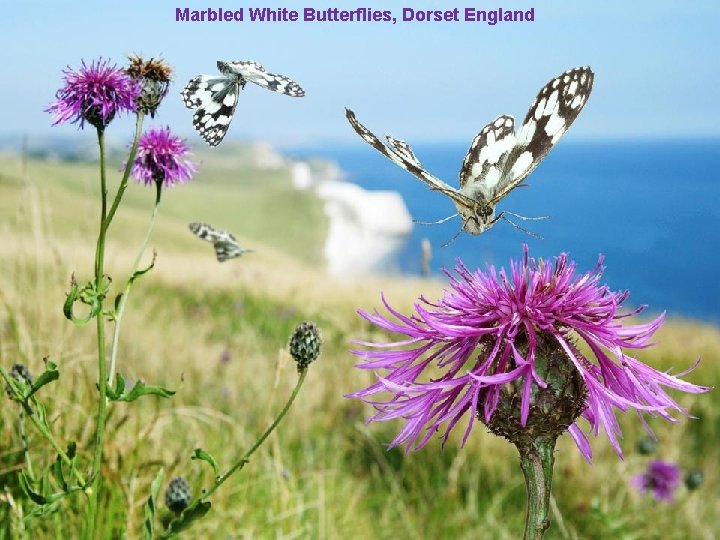 Marbled White Butterflies, Dorset England 
