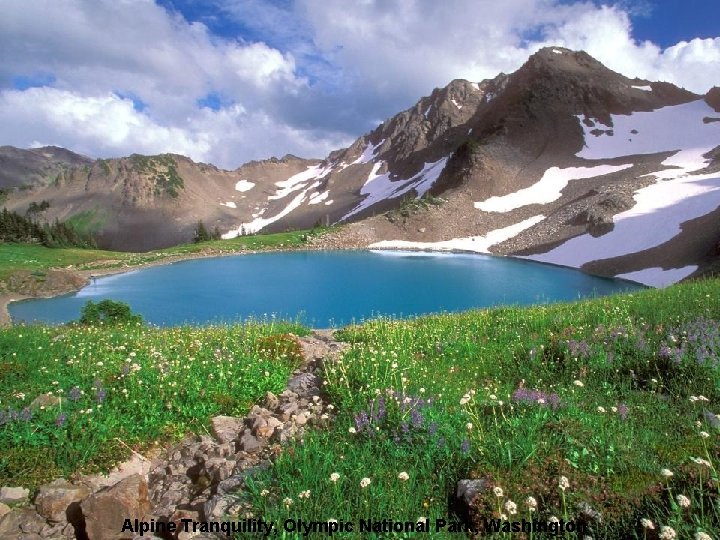 Alpine Tranquility, Olympic National Park, Washington 