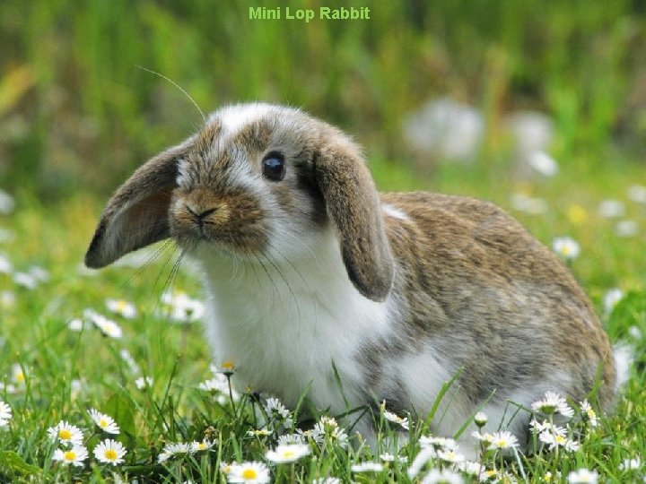 Mini Lop Rabbit 