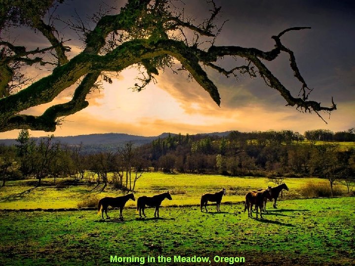 Morning in the Meadow, Oregon 