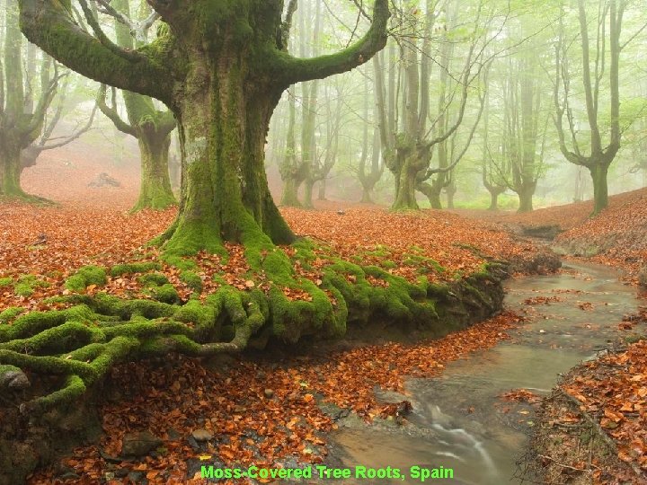 Moss-Covered Tree Roots, Spain 