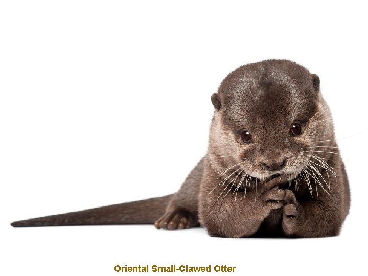 Oriental Small-Clawed Otter 