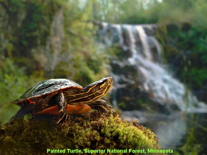 Painted Turtle, Superior National Forest, Minnesota 