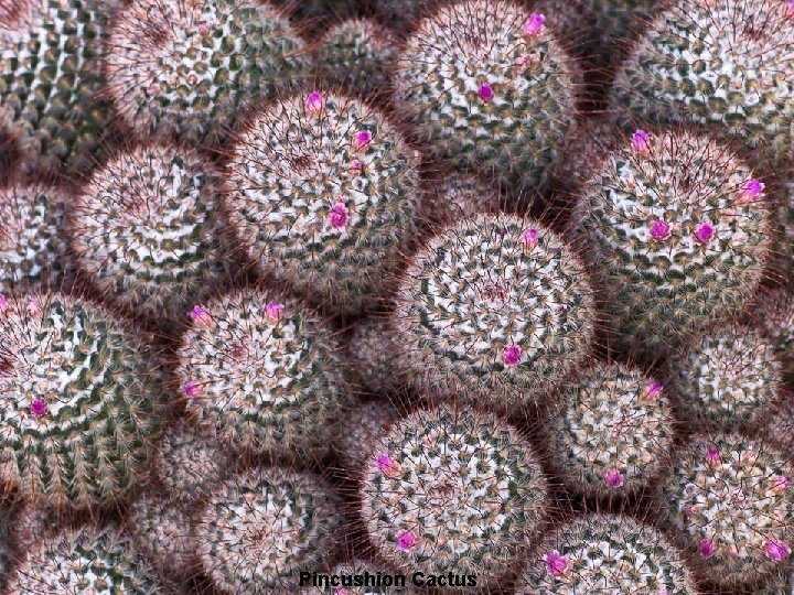 Pincushion Cactus 