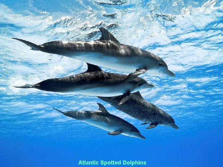 Atlantic Spotted Dolphins 