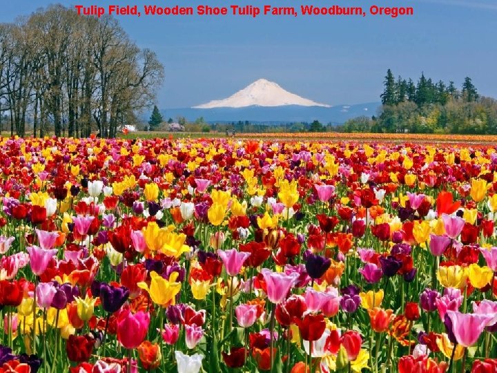 Tulip Field, Wooden Shoe Tulip Farm, Woodburn, Oregon 