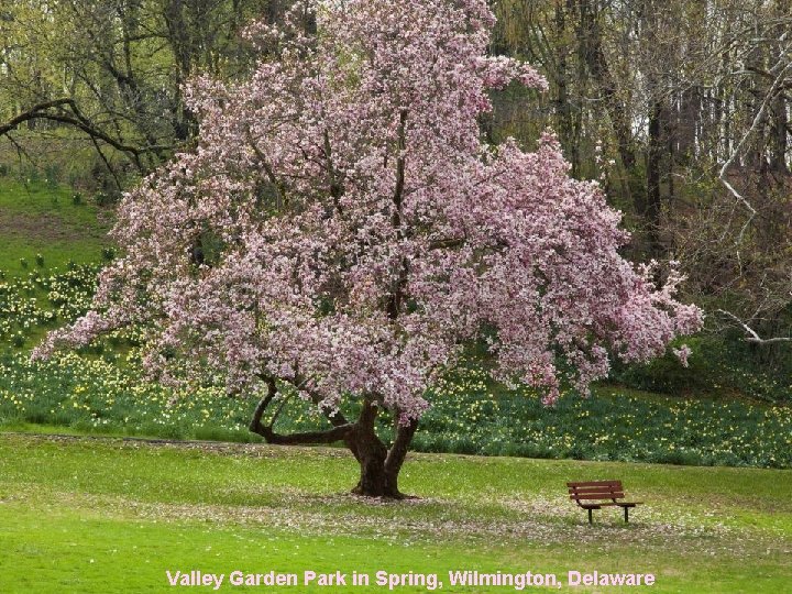 Valley Garden Park in Spring, Wilmington, Delaware 