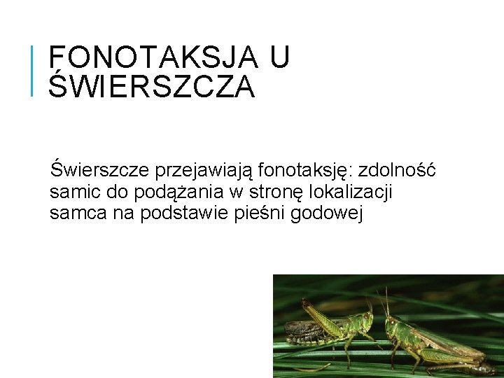 FONOTAKSJA U ŚWIERSZCZA Świerszcze przejawiają fonotaksję: zdolność samic do podążania w stronę lokalizacji samca