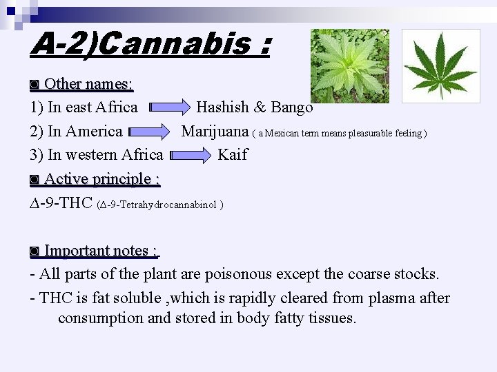 A-2)Cannabis : ◙ Other names: 1) In east Africa Hashish & Bango 2) In