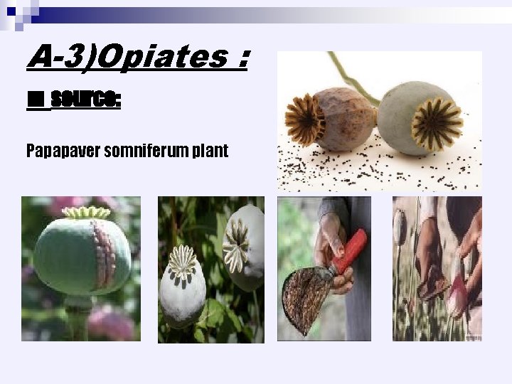 A-3)Opiates : ■ source: Papapaver somniferum plant 