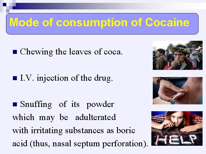 Mode of consumption of Cocaine n Chewing the leaves of coca. n I. V.