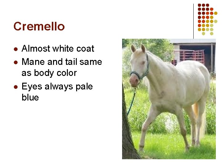 Cremello l l l Almost white coat Mane and tail same as body color Cremello l l l Almost white coat Mane and tail same as body color