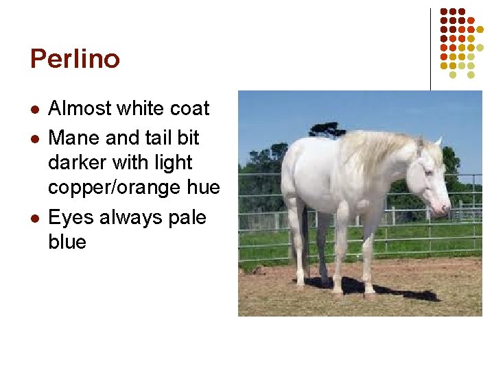 Perlino l l l Almost white coat Mane and tail bit darker with light