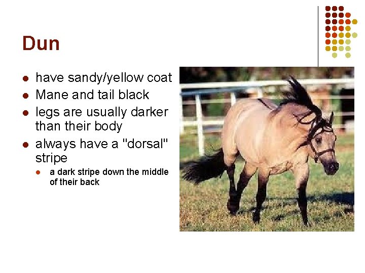 Dun l l have sandy/yellow coat Mane and tail black legs are usually darker Dun l l have sandy/yellow coat Mane and tail black legs are usually darker