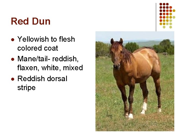 Red Dun l l l Yellowish to flesh colored coat Mane/tail- reddish, flaxen, white,