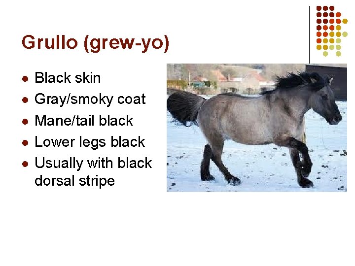 Grullo (grew-yo) l l l Black skin Gray/smoky coat Mane/tail black Lower legs black Grullo (grew-yo) l l l Black skin Gray/smoky coat Mane/tail black Lower legs black