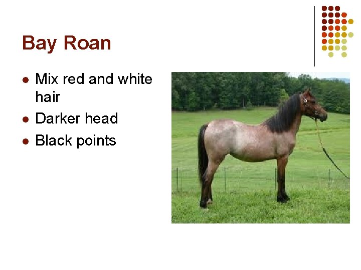 Bay Roan l l l Mix red and white hair Darker head Black points