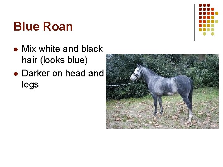 Blue Roan l l Mix white and black hair (looks blue) Darker on head Blue Roan l l Mix white and black hair (looks blue) Darker on head