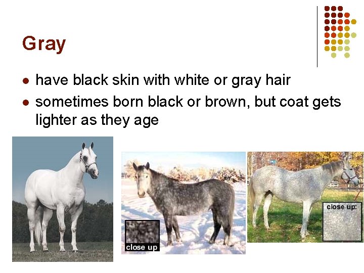 Gray l l have black skin with white or gray hair sometimes born black