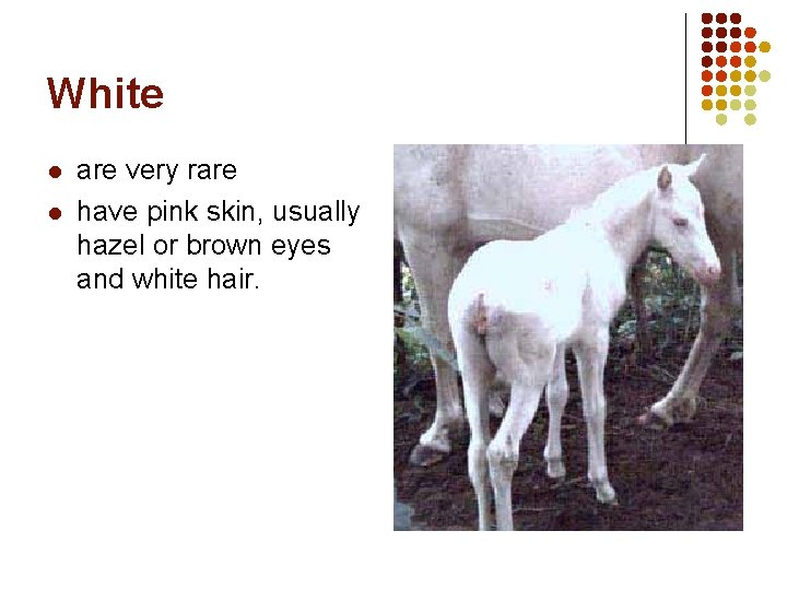 White l l are very rare have pink skin, usually hazel or brown eyes