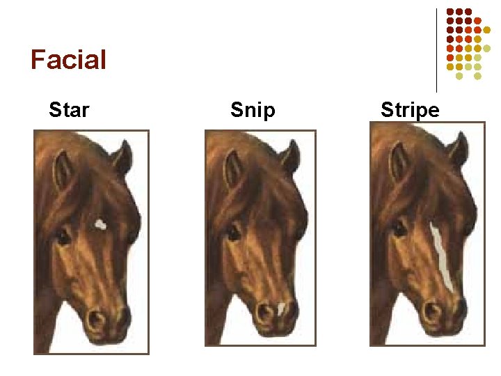Facial Star Snip Stripe Facial Star Snip Stripe