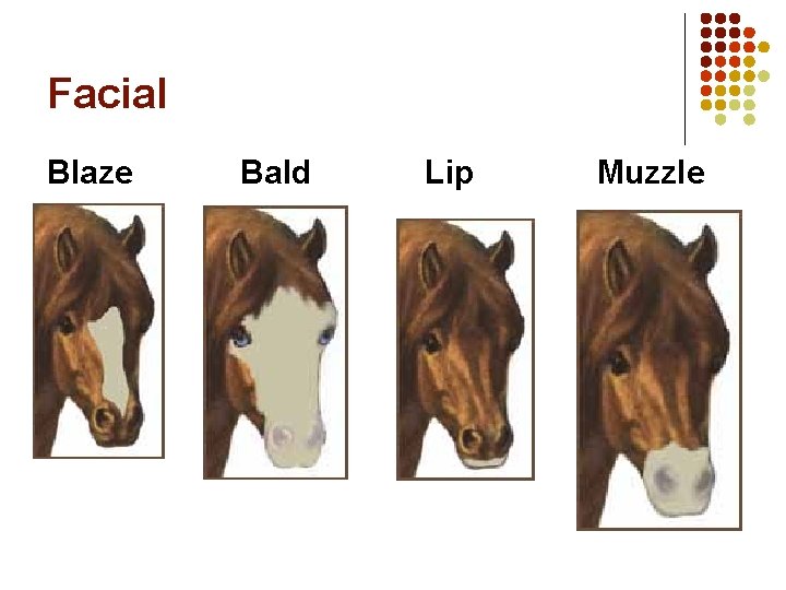 Facial Blaze Bald Lip Muzzle Facial Blaze Bald Lip Muzzle